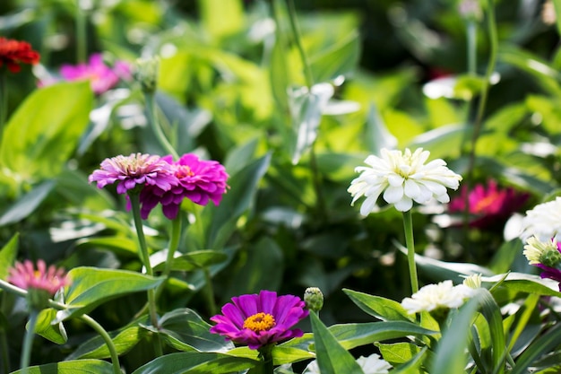 La hermosa Zinnia en el campo