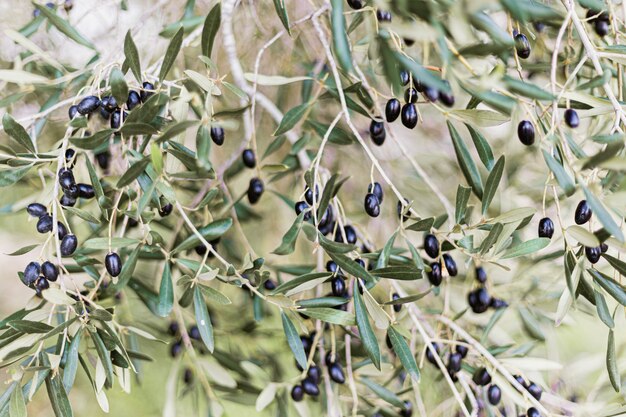 Foto hermosas aceitunas negras mediterráneas y orgánicas en el olivo