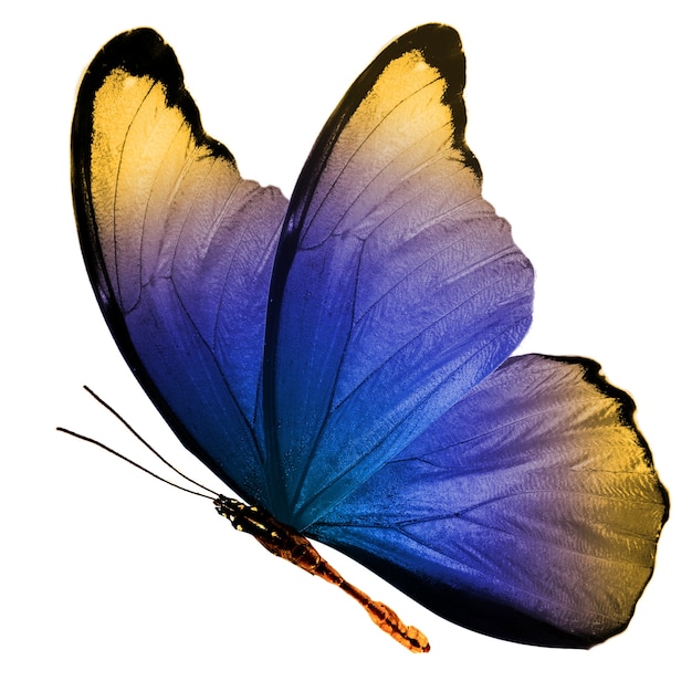Hermosas alas de una mariposa azul aislado sobre un fondo blanco.