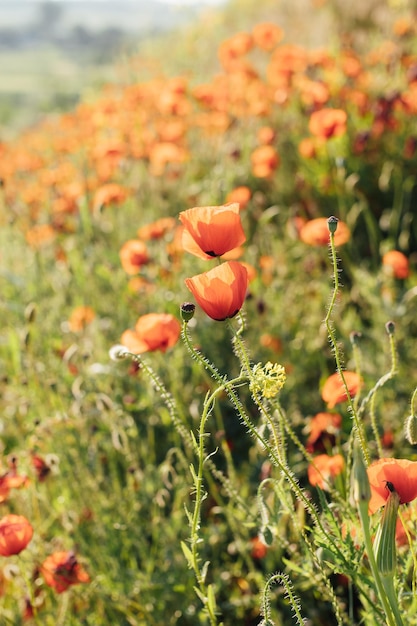 Hermosas amapolas en la orilla verde de un campo inclinado en la campiña inglesa en pleno verano