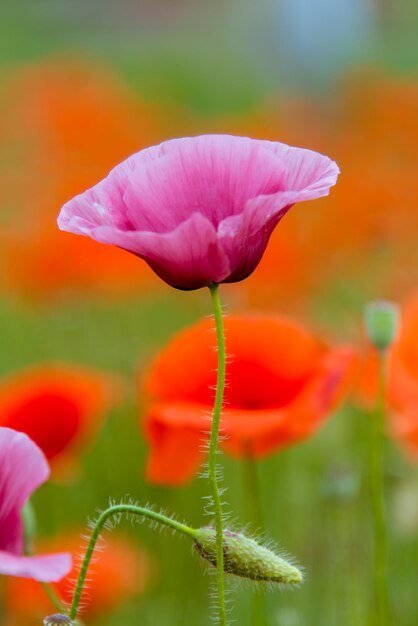 Hermosas amapolas púrpuras y rojas salvajes Naturaleza de fondo