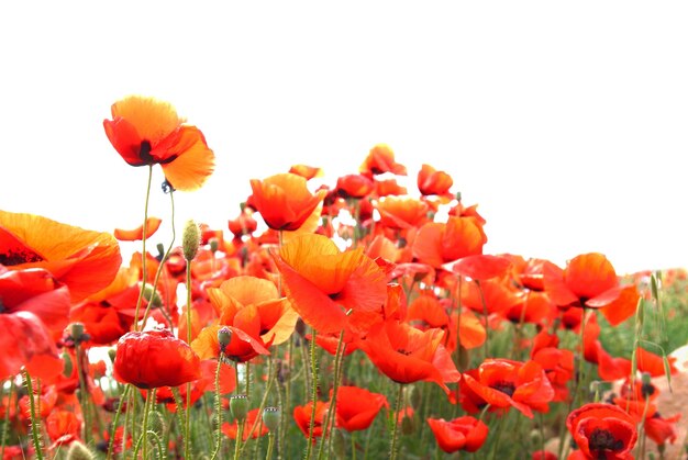 Hermosas amapolas rojas aisladas sobre fondo blanco