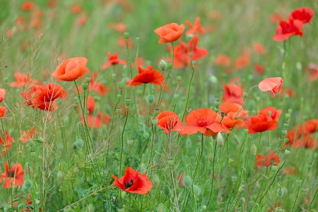 Hermosas amapolas rojas en un campo de verano flores de opio campo salvaje fondo de verano