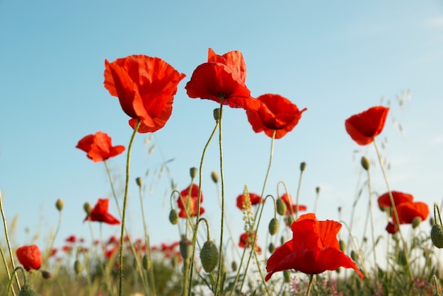 Hermosas amapolas rojas con cielo azul