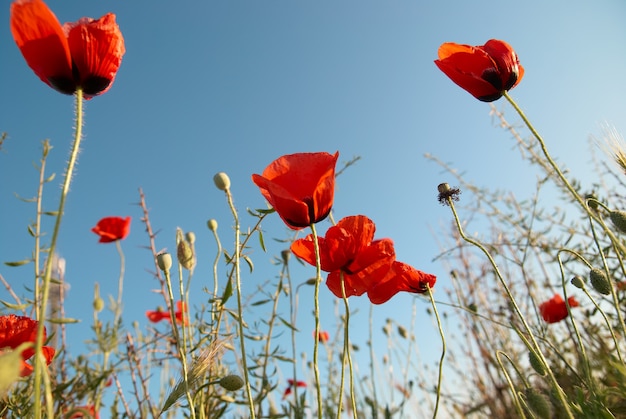 Hermosas amapolas rojas en el fondo del cielo azul