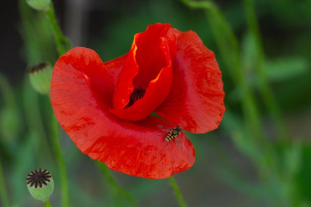 Hermosas amapolas rojas frágiles en el prado hermosas flores para un ser querido ambiente de verano en un ...