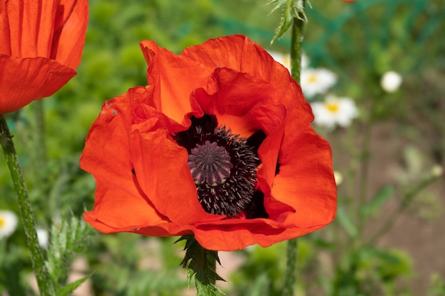 Foto hermosas amapolas rojas en la luz del atardecer en el jardín