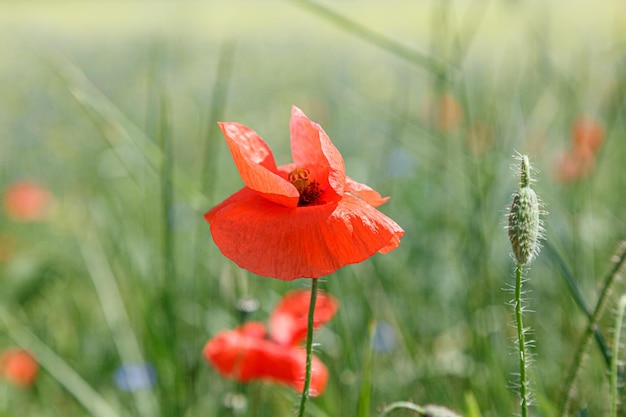 Hermosas amapolas rojas en el primer plano del campo