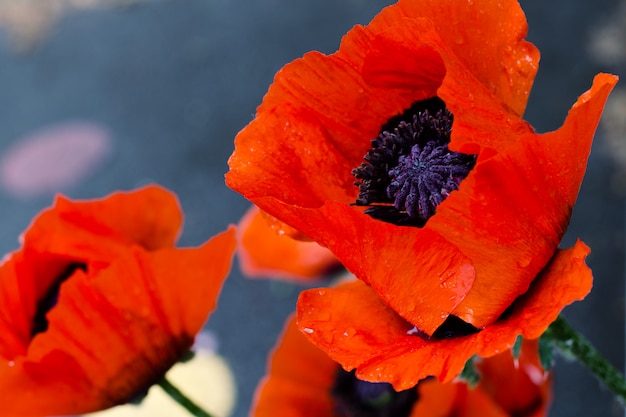 Hermosas amapolas rojas