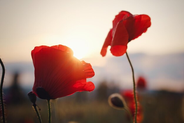 Hermosas amapolas silvestres al atardecer en el campo de cerca