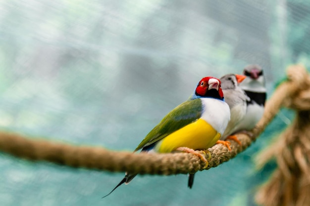 Hermosas aves Guldova Amadina Erythrura gouldiae sentada en una rama