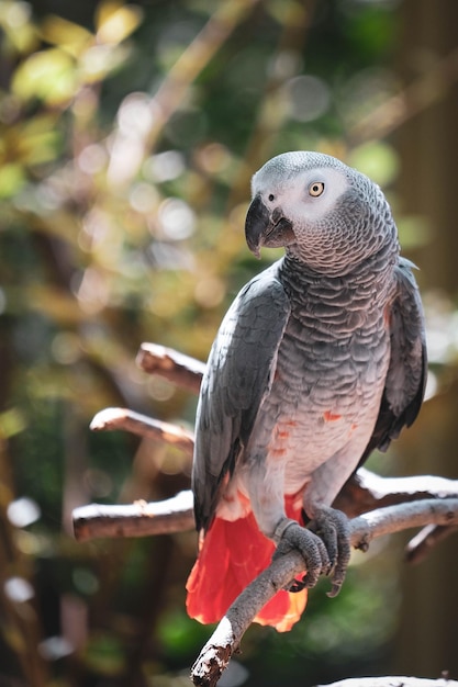 Hermosas aves en el mundo.