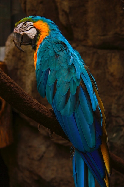 Hermosas aves en el mundo.