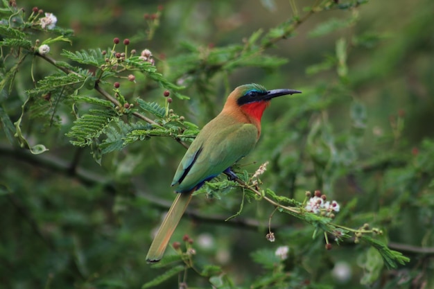 Hermosas aves en el mundo.