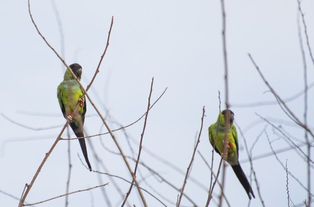 Hermosas aves Nanday Periquito en un árbol en el Pantanal brasileño