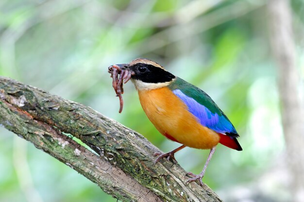 Hermosas aves de Tailandia