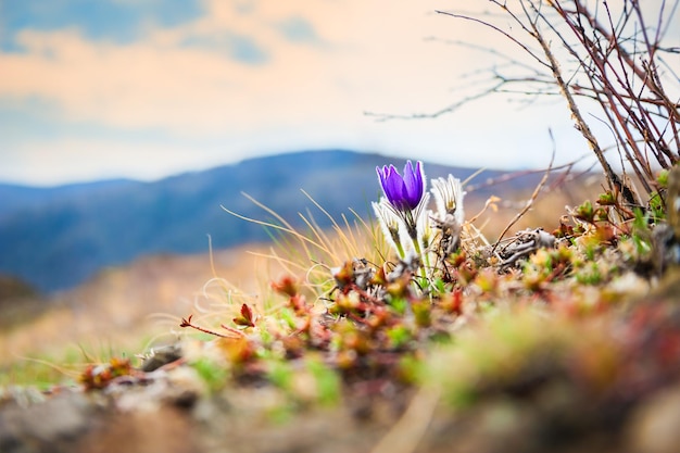 Hermosas azafranes violetas en las montañas. Poca profundidad de campo