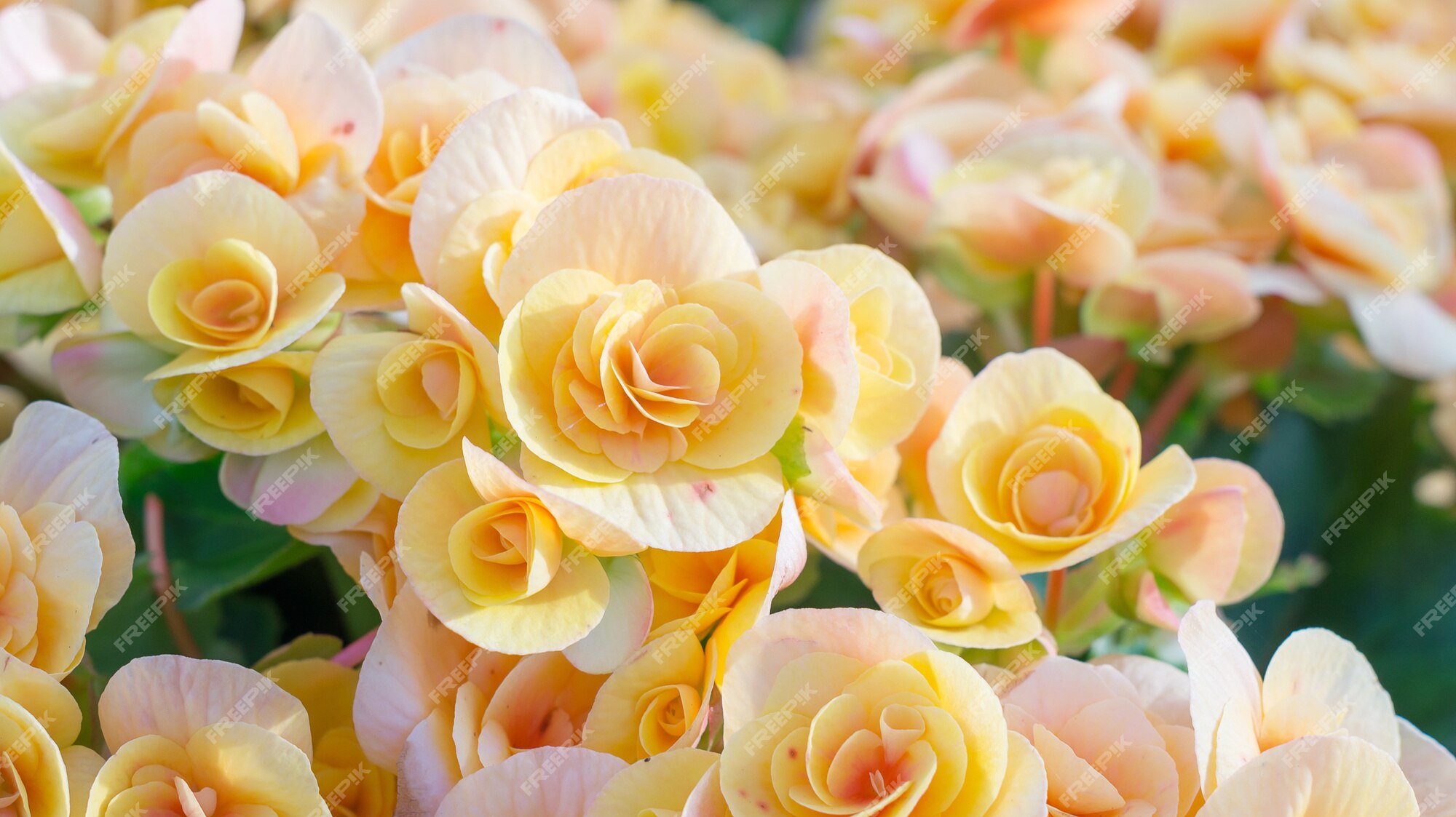 Hermosas begonias amarillas en el jardín | Foto Premium