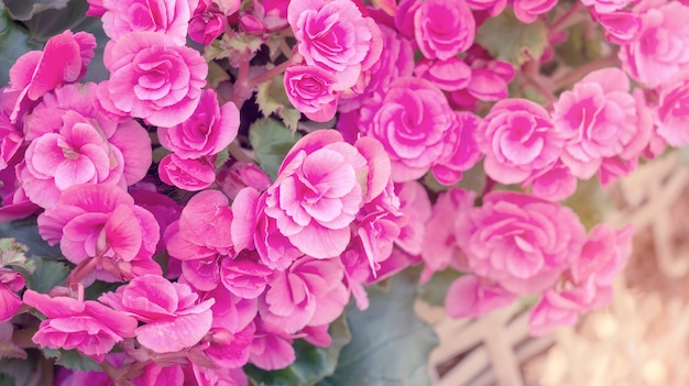 Hermosas begonias rosas en el jardín