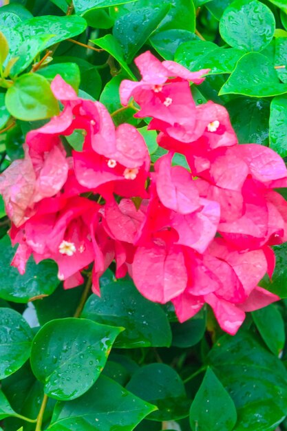 Hermosas brácteas de buganvilla rosa Russet al aire libre