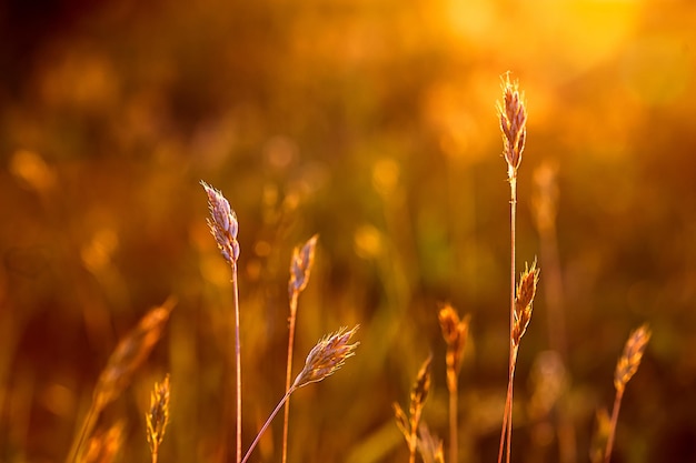 Hermosas briznas de hierba en el campo en los rayos naranjas de la puesta del sol perdida