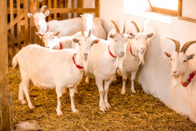 Hermosas cabras blancas parados juntos en el establo