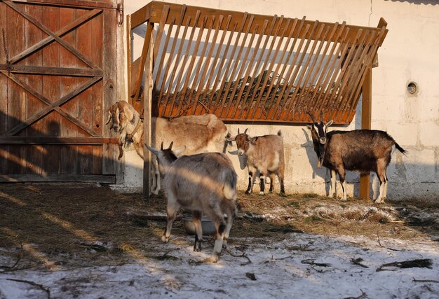 Hermosas cabras domésticas en una granja privada Cabras caminando en el corral durante el día