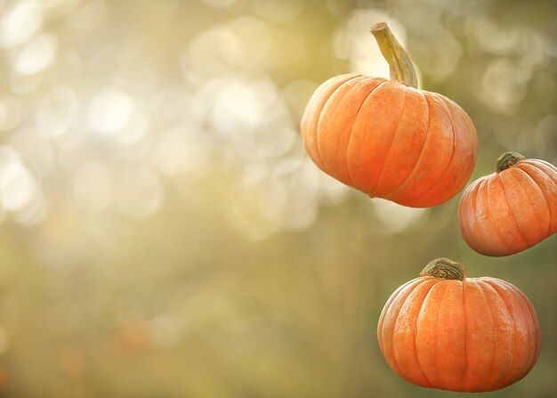 Hermosas calabazas naranjas en el fondo brillante de cerca, fondo otoñal