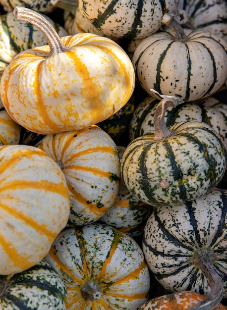 Hermosas calabazas de rayas blancas y coloridas