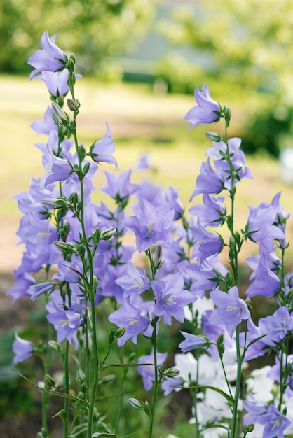 Hermosas campanillas de flores lilas en el jardín de verano