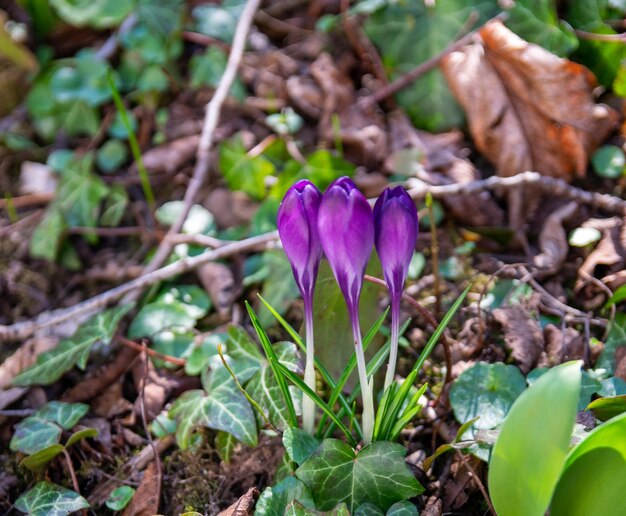 Hermosas campanillas púrpuras en el jardín verde de primavera Flores