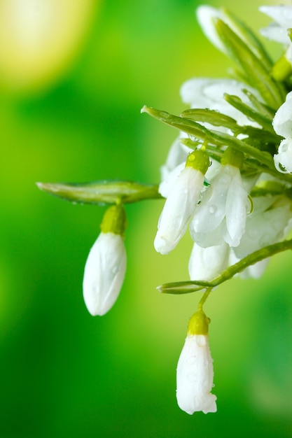 Hermosas campanillas sobre fondo verde