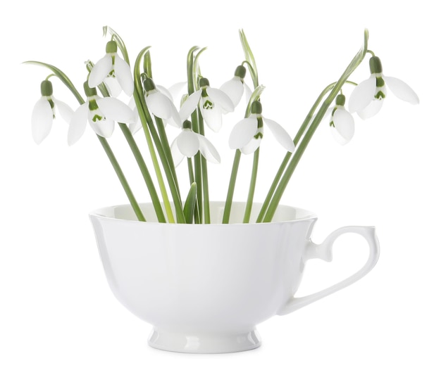 Hermosas campanillas en taza aisladas en blanco Flores de primavera