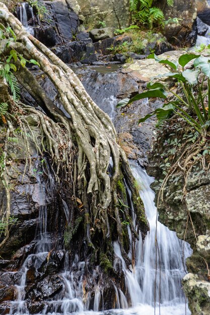 Las hermosas cascadas, rápidos y arroyos de montaña en el bosque tropical en el Parque Yanoda, ciudad de Sanya. Isla de Hainan, China.