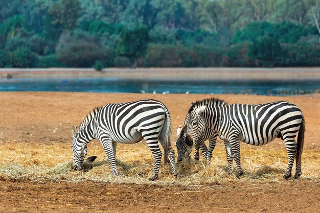 Hermosas cebras pastan en la naturaleza