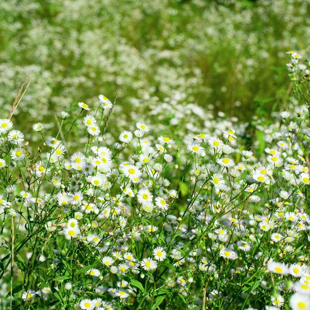 Hermosas chamomiles en un prado de verano