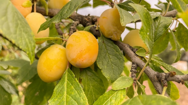 Hermosas ciruelas amarillas maduras en una rama