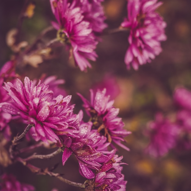 Hermosas y coloridas flores en el fondo del sol de la mañana.