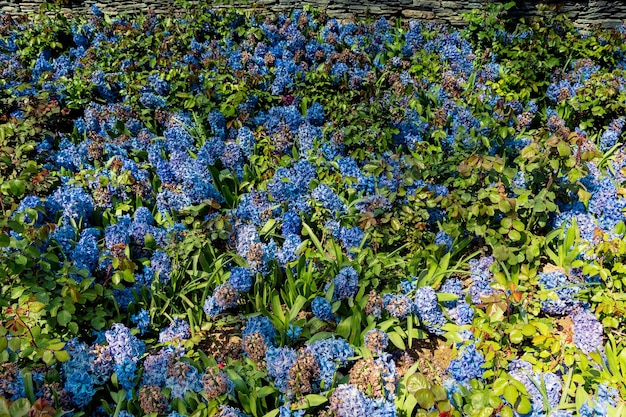 Hermosas y coloridas flores naturales en flor a la vista