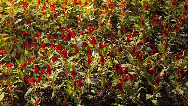 Hermosas y coloridas flores naturales en flor a la vista