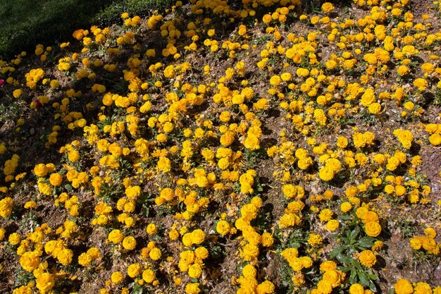 Hermosas y coloridas flores naturales en flor a la vista