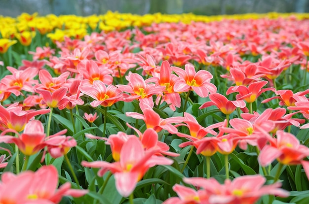 Hermosas coloridas flores de primavera en el parque en Holanda