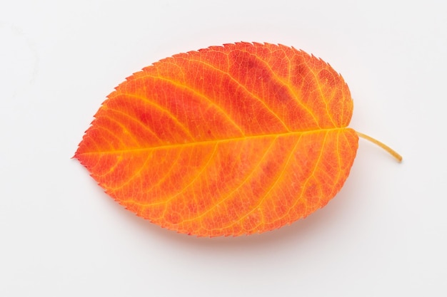 Foto hermosas coloridas hojas de otoño aisladas sobre fondo blanco