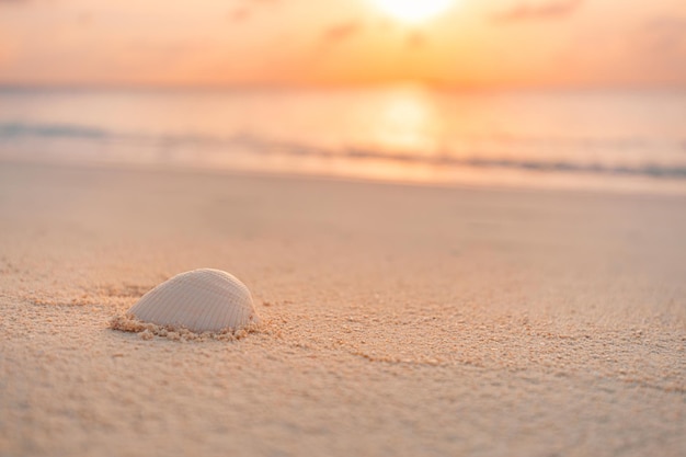 Hermosas conchas marinas en la arena. olas del mar en la arena dorada de la playa. Abandonado idílico, inspirador