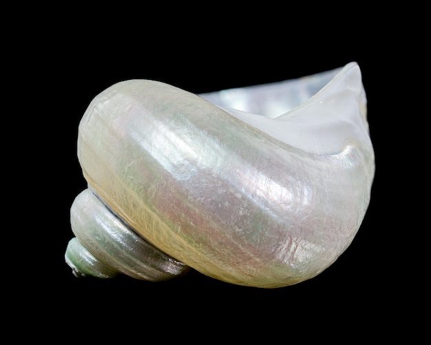 Hermosas conchas marinas en espiral con un interior de perlas