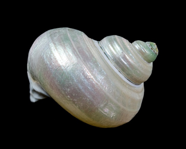 Hermosas conchas marinas en espiral con un interior de perlas