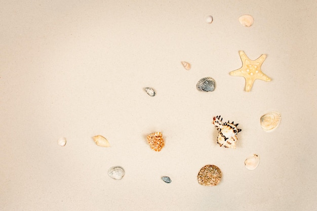 Hermosas conchas marinas y estrellas de mar en la arena con vista superior del espacio de copia El concepto de vacaciones de verano y recreación