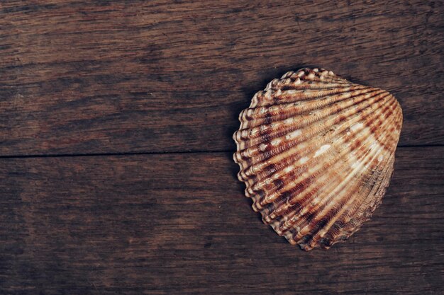 Foto hermosas conchas marinas en una vieja mesa de madera marrón minimalismo concepto de estilo retro patrón de fondo