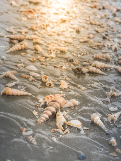 Hermosas conchas en la playa con la luz del sol por la noche.