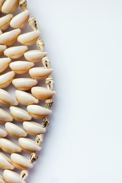 Hermosas conchas de verano en la pared blanca